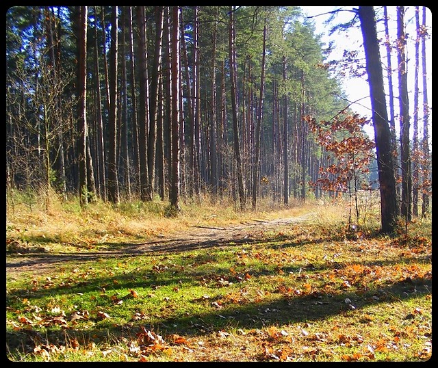 Wpis zielonyplomien