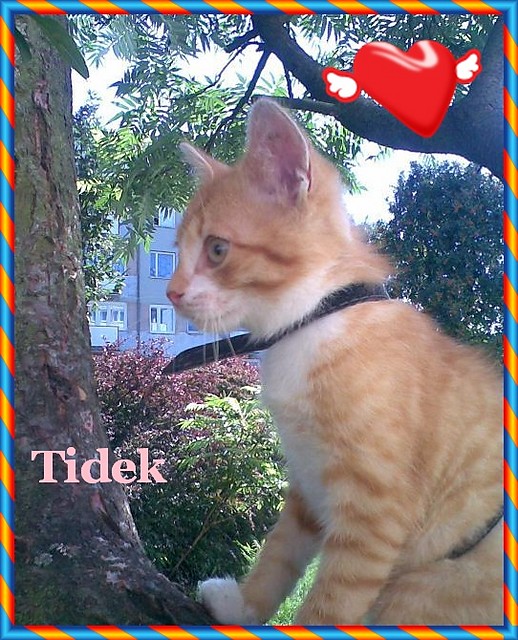 Tidek:*