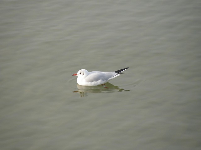 Mewa