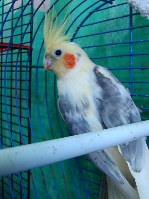 Papugas ; p