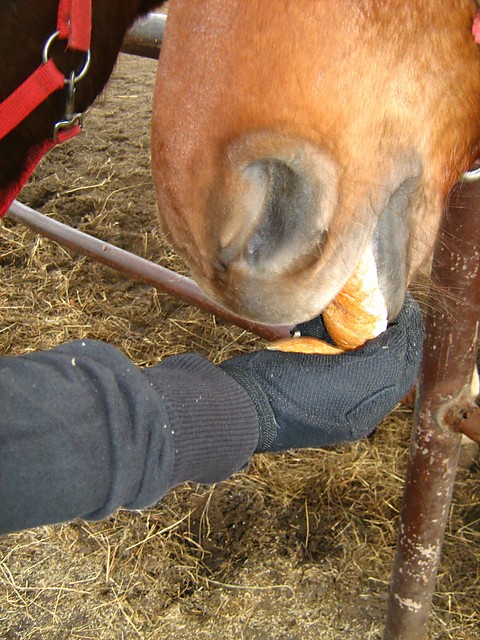nom nom nom