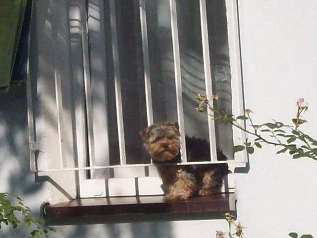 Wpis gusia3