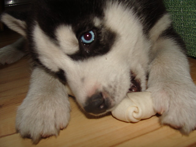Mj Piesek