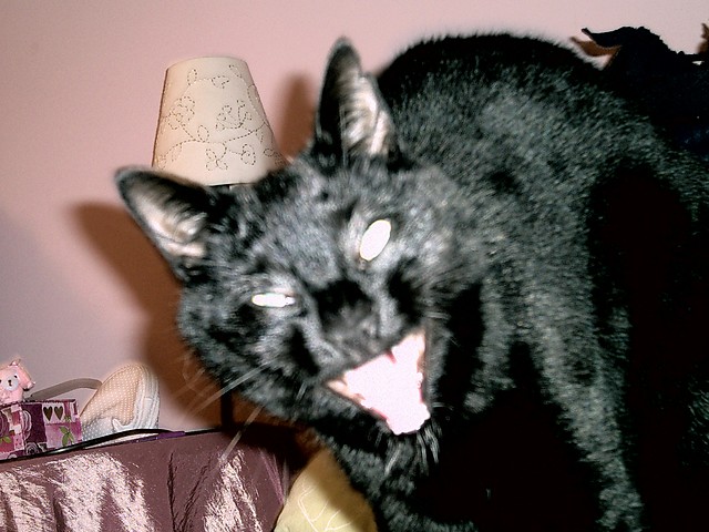 KOT