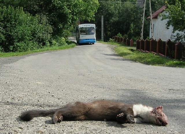 Wpis bezdomne