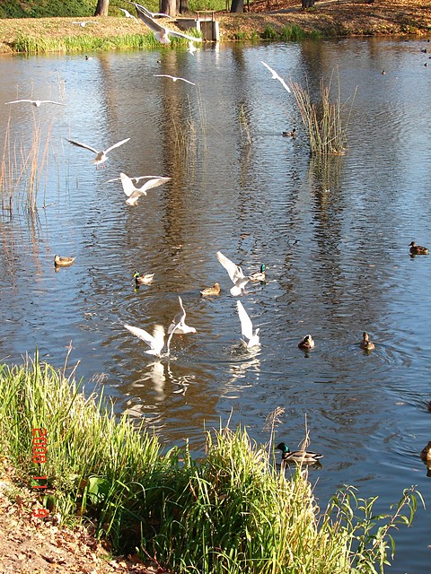zima 2008