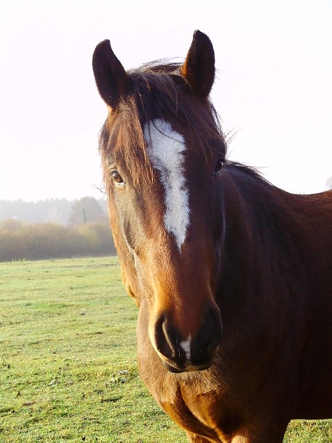 sprzedawcy marze.