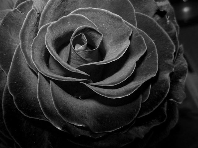 Black Rose 