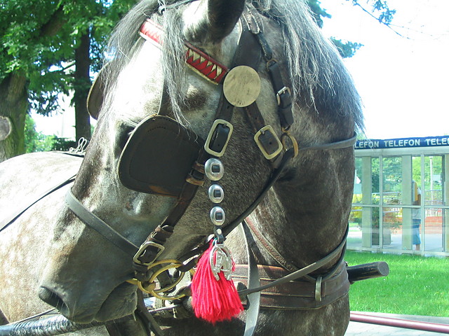 Wpis dreams11