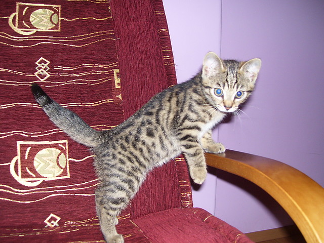 Mj Tygrysek ;*