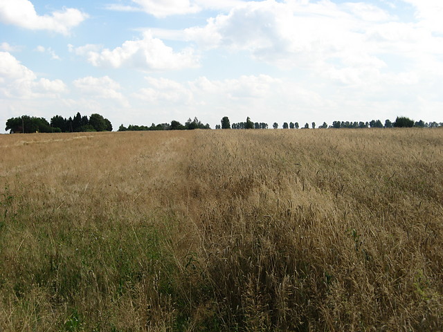 Wpis krejzolkazlbn