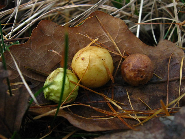 Co 