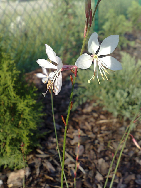 popelnilem blad