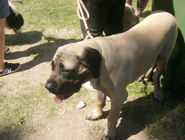 Piesek