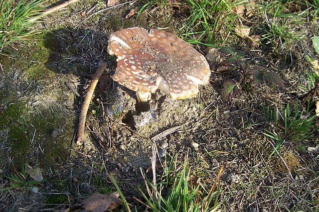 Wpis pragnacaszczescia