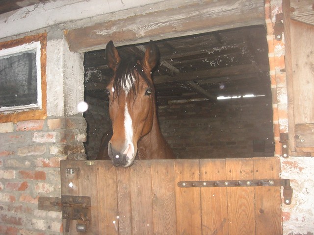 Tarunia ;*
