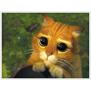 cat ze shreka
