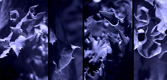 blau