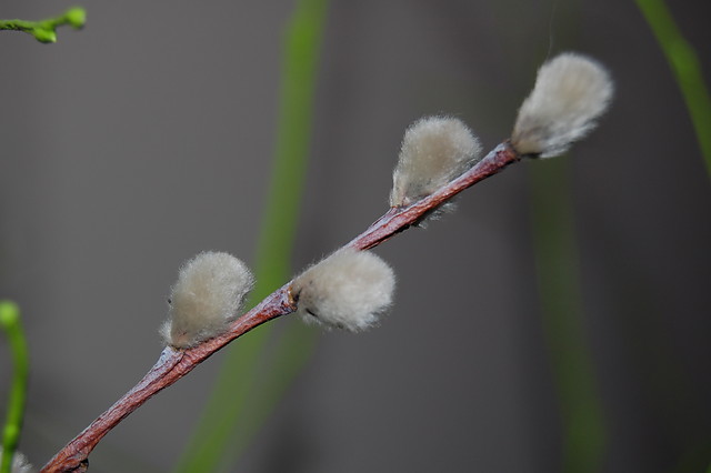 Pierwsze makro Nikonem ! 