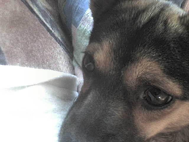 MY DOCZEG [DOG]