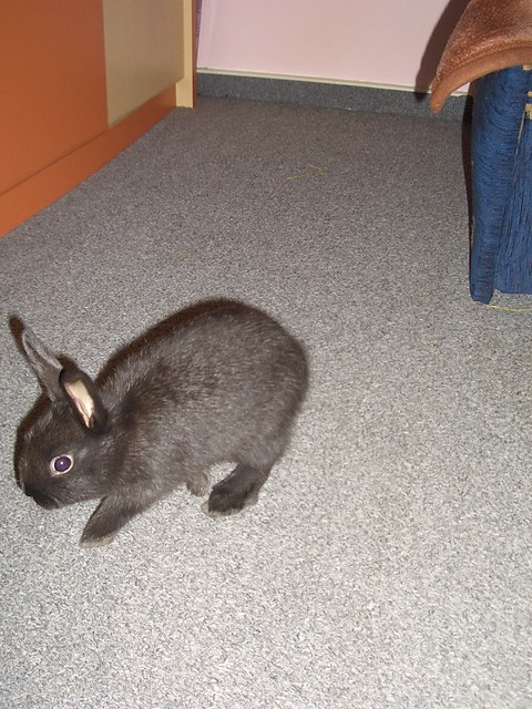 Tofik.