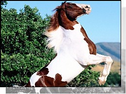 KONIK