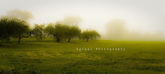 Wpis spinal