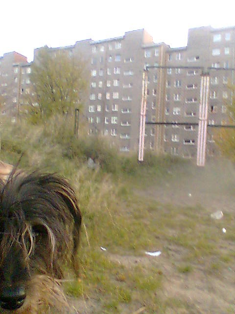 Tincia.