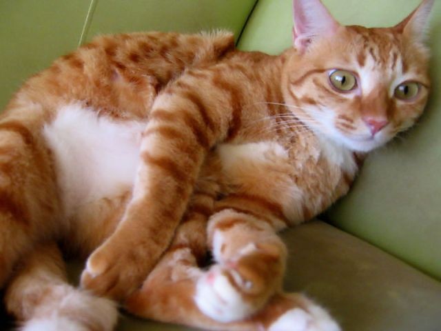 kitkat