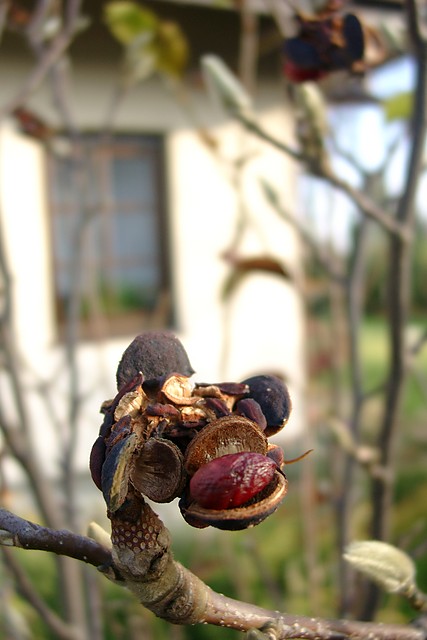 Jesienna magnolia