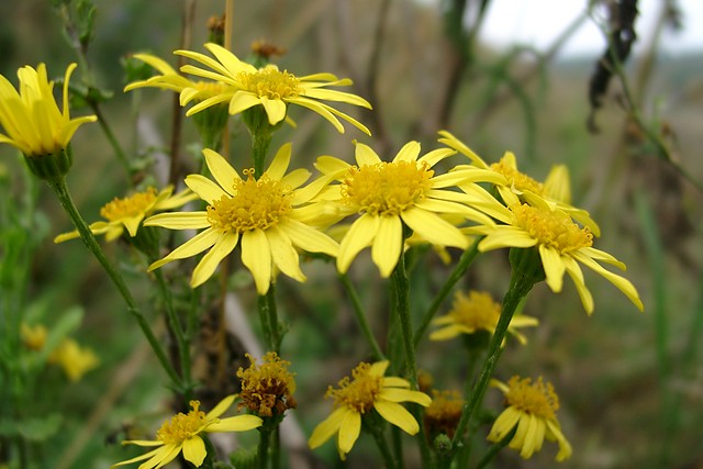 Wpis celatum