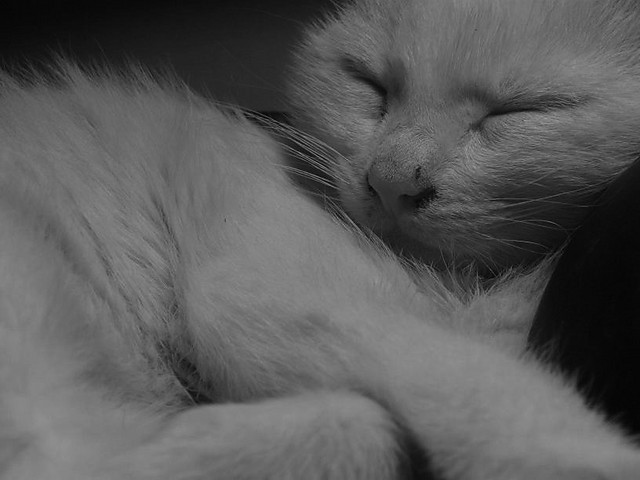 Gucio..