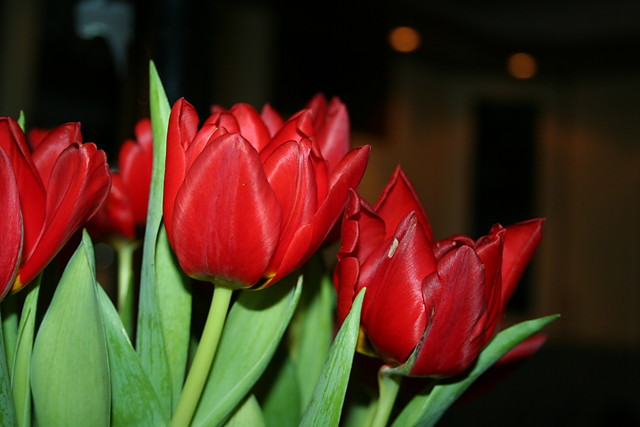 Tulipany :)