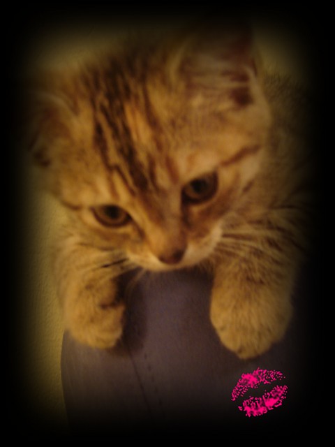 MY   Kocica