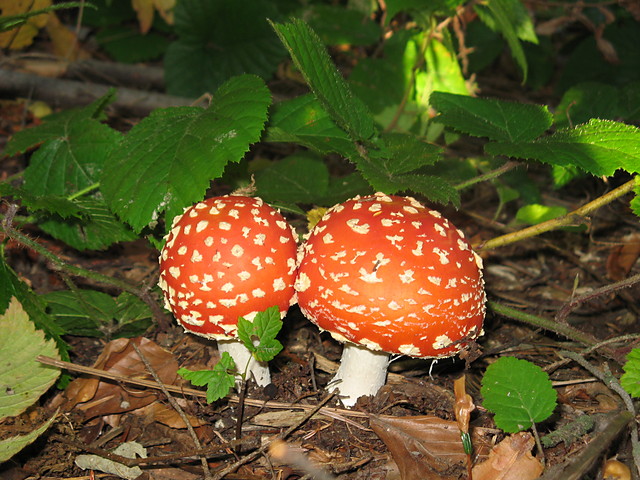 krasnale z Przysopia