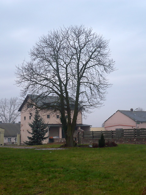 Gliszcz