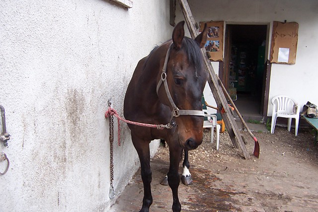 Elliotenso