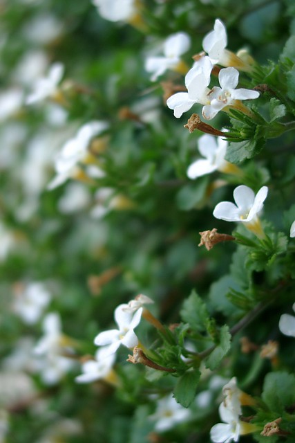 Wpis celatum