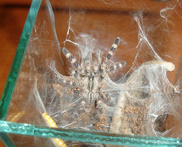 Poecilotheria regalis