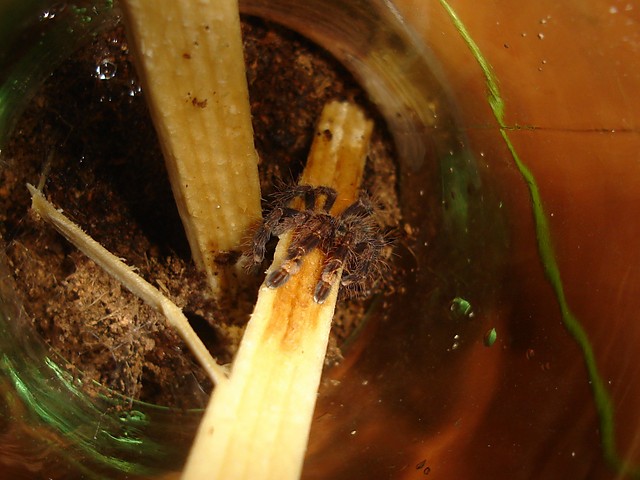 Poecilotheria ornata