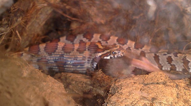 Wpis napierdalator