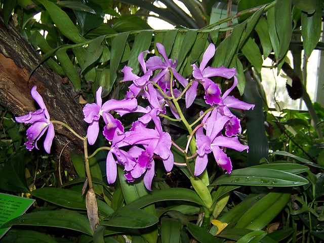 Ogrd botaniczny
