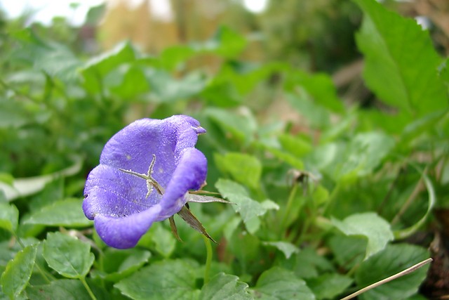 Wpis celatum