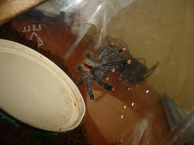 Avicularia metallica