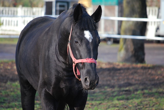 Wpis stables1