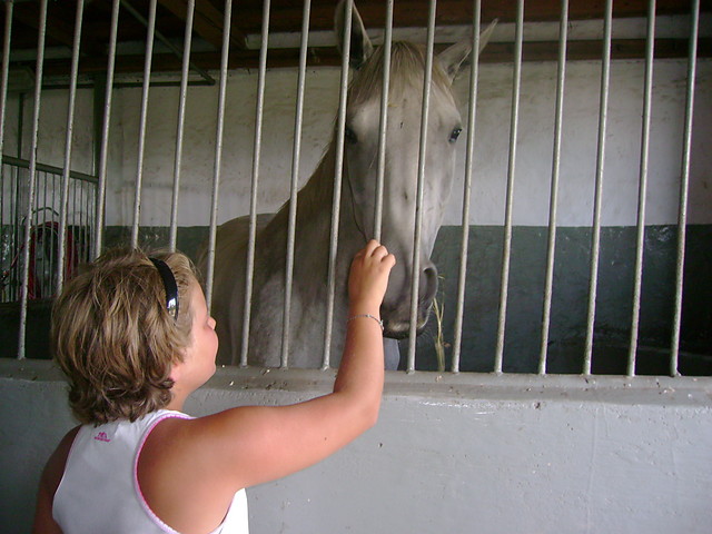 Konik Cyrkonia