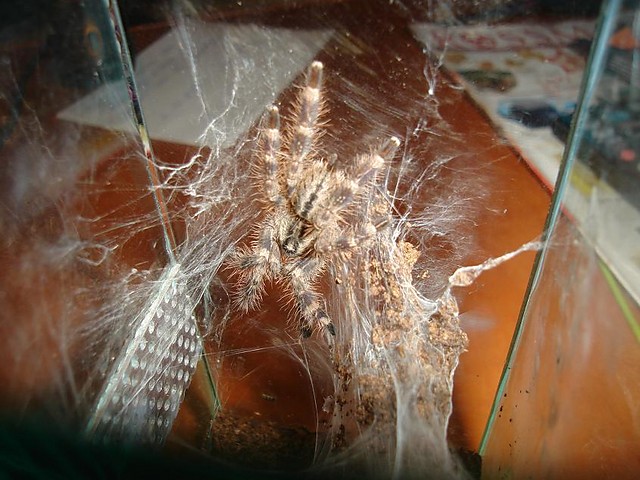 P. regalis