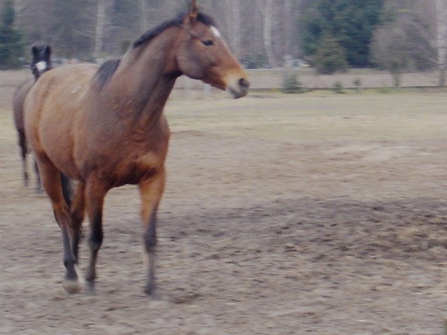 Powika :)