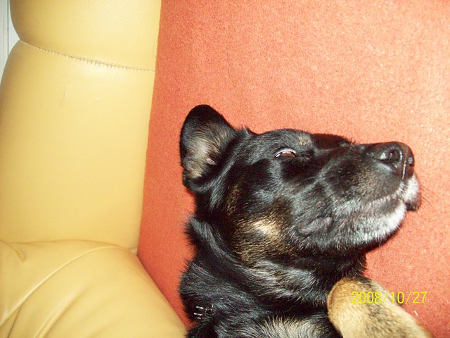 May pioch