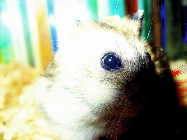 hamster .! :)
